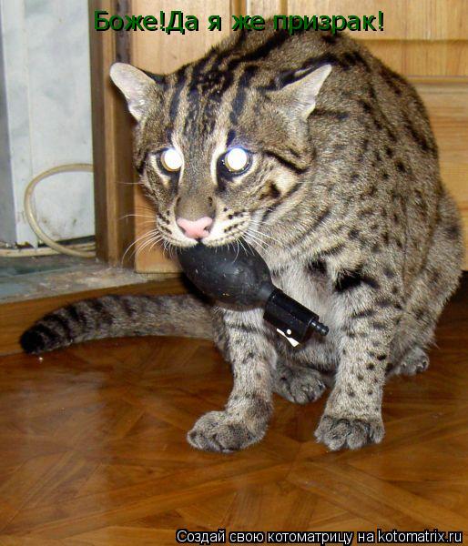 Боже!Да я же призрак!... Котоматрица: Боже!Да я же призрак!