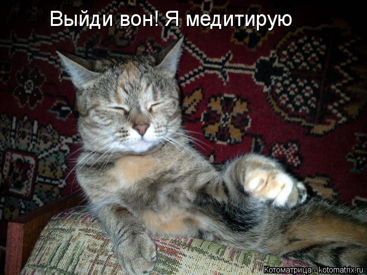 Котоматрица: Выйди вон! Я медитирую
