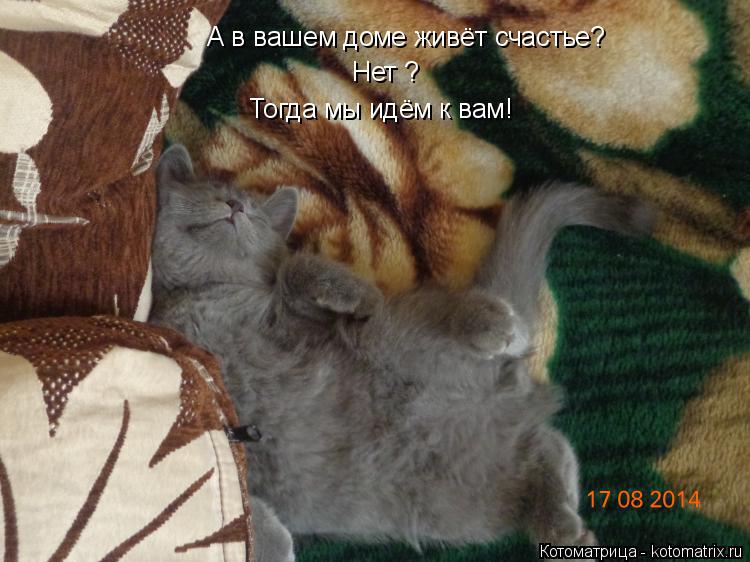 А в вашем доме живёт счастье? Нет ? Тогда мы идём к вам!... Котоматрица: А в вашем доме живёт счастье? Нет ? Тогда мы идём к вам!