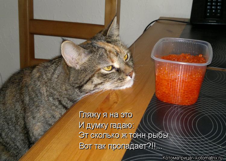Гляжу я на это И думку гадаю: Эт сколько ж тонн рыбы Вот так пропадает?!!...... Котоматрица: Гляжу я на это И думку гадаю: Эт сколько ж тонн рыбы Вот так пропадает?!!...
