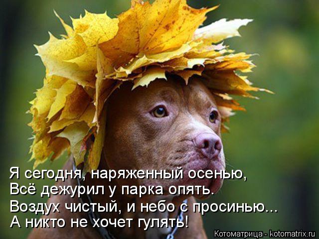 Котоматрица: Я сегодня, наряженный осенью, Всё дежурил у парка опять. Воздух чистый, и небо с просинью... А никто не хочет гулять!