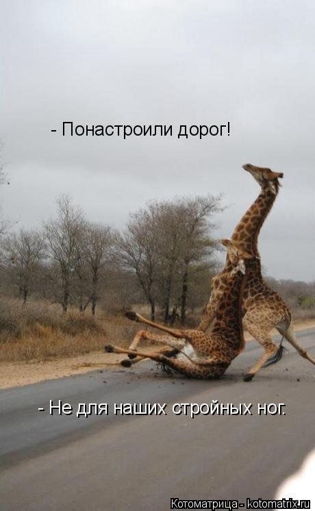 - Понастроили дорог! - Не для наших стройных ног.... Котоматрица: - Понастроили дорог! - Не для наших стройных ног.