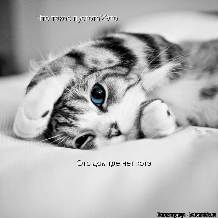 Что такое пустотэ?Это Это дом где нет котэ... Котоматрица: Что такое пустотэ?Это Это дом где нет котэ