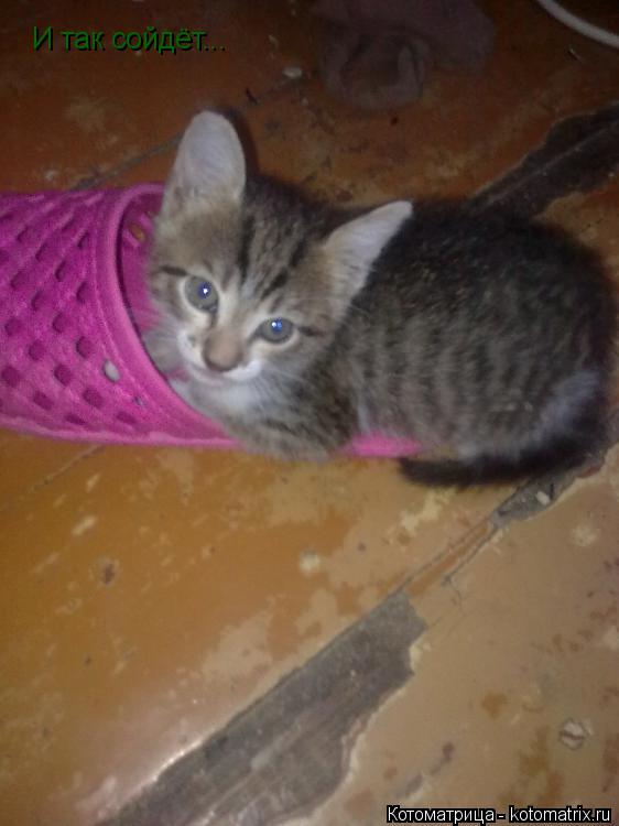 И так сойдёт...... Котоматрица: И так сойдёт...
