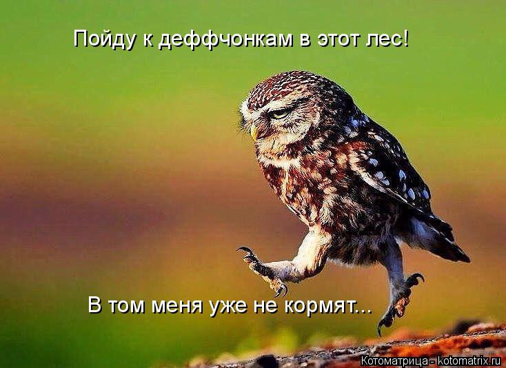 Котоматрица: Пойду к деффчонкам в этот лес! В том меня уже не кормят...