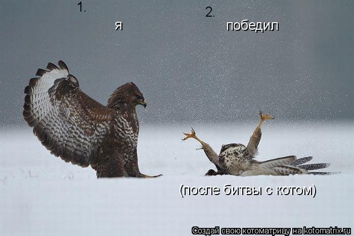 Котоматрица: я 1. 2. победил (после битвы с котом)