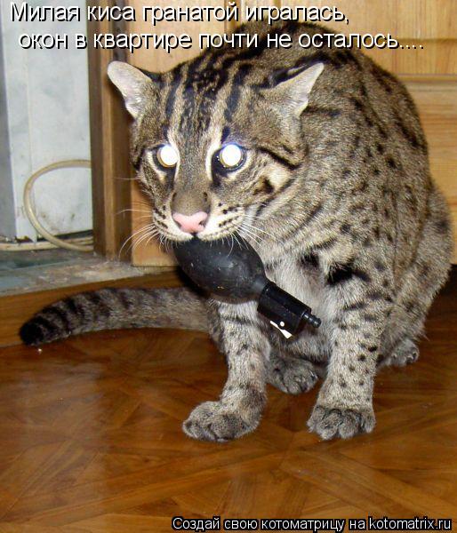 Милая киса гранатой игралась, окон в квартире почти не осталось....... Котоматрица: Милая киса гранатой игралась, окон в квартире почти не осталось....