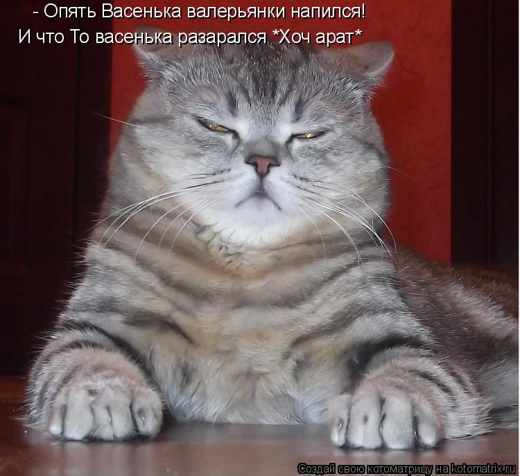 - Опять Васенька валерьянки напился! И что То васенька разарался *Хоч арат*... Котоматрица: - Опять Васенька валерьянки напился! И что То васенька разарался *Хоч арат*