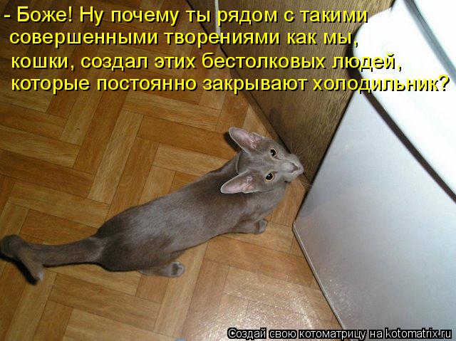 - Боже! Ну почему ты рядом с такими совершенными творениями как мы, кошки, создал этих бестолковых лю... Котоматрица: - Боже! Ну почему ты рядом с такими совершенными творениями как мы, кошки, создал этих бестолковых людей, которые постоянно закрывают холоди