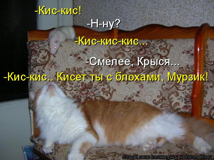 Котоматрица: -Кис-кис! -Н-ну? -Кис-кис-кис... -Смелее, Крыся... -Кис-кис.. Кисет ты с блохами, Мурзик!