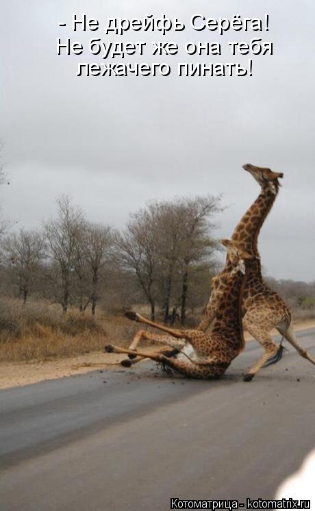 - Не дрейфь Серёга! Не будет же она тебя лежачего пинать!... Котоматрица: - Не дрейфь Серёга! Не будет же она тебя лежачего пинать!