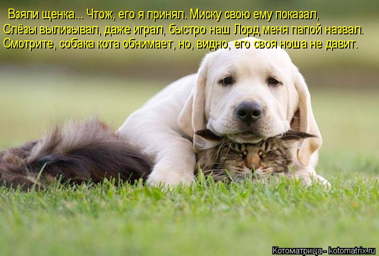 Котоматрица: Взяли щенка... Чтож, его я принял. Миску свою ему показал,  Слёзы вылизывал, даже играл, быстро наш Лорд меня папой назвал. Смотрите, собака кот