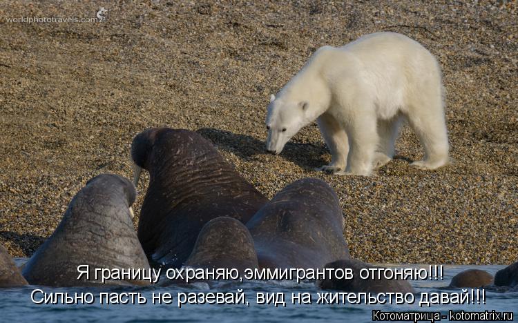 Я границу охраняю,эммигрантов отгоняю!!! Сильно пасть не разевай, вид на жительство давай!!!... Котоматрица: Я границу охраняю,эммигрантов отгоняю!!! Сильно пасть не разевай, вид на жительство давай!!!