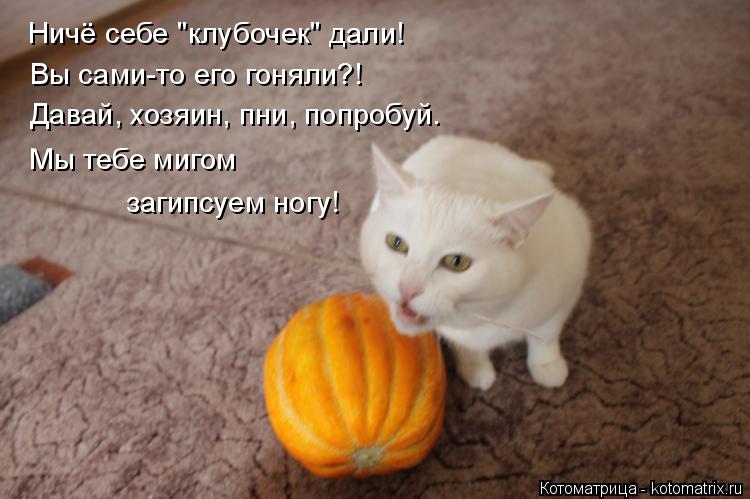 Котоматрица: Ничё себе "клубочек" дали! Вы сами-то его гоняли?! Давай, хозяин, пни, попробуй. Мы тебе мигом загипсуем ногу!