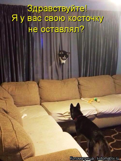 Котоматрица: Здравствуйте! Я у вас свою косточку не оставлял?