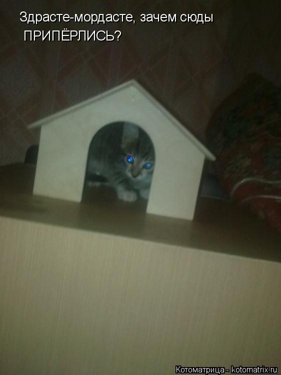 Великчайший хищник природы пошёлл в домик... Здрасте-мордасте, зачем сюды Здрасте-мордасте, зачем сюд... Котоматрица: Великчайший хищник природы пошёлл в домик... Здрасте-мордасте, зачем сюды Здрасте-мордасте, зачем сюды ПРИПЁРЛИСЬ?