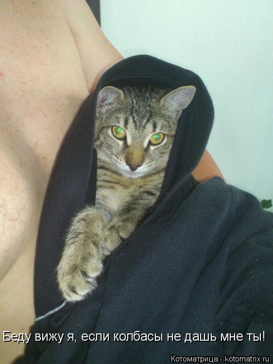 Котоматрица: Беду вижу я, если колбасы не дашь мне ты!
