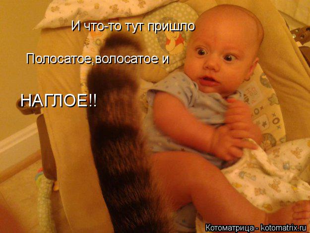 И что-то тут пришло Полосатое,волосатое и НАГЛо НАГЛОЕ!!... Котоматрица: И что-то тут пришло Полосатое,волосатое и НАГЛо НАГЛОЕ!!