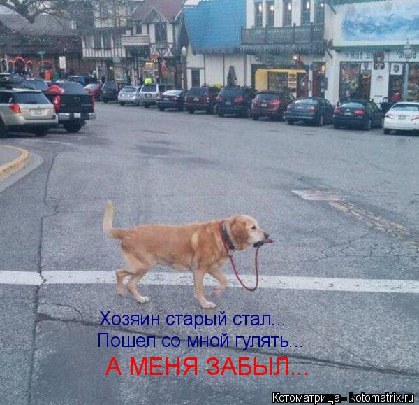 Пошел со мной гулять... Хозяин старый стал... А МЕНЯ ЗАБЫЛ...... Котоматрица: Пошел со мной гулять... Хозяин старый стал... А МЕНЯ ЗАБЫЛ...