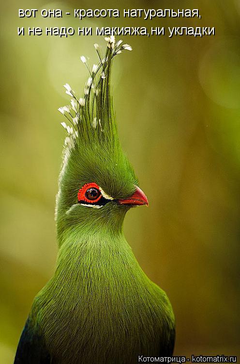 и не надо ни макияжа,ни укладки вот она - красота натуральная,... Котоматрица: и не надо ни макияжа,ни укладки вот она - красота натуральная,