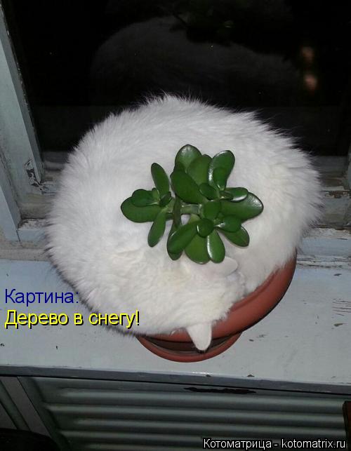 Котоматрица: Картина: Картина: Дерево в снегу! Дерево в снегу!