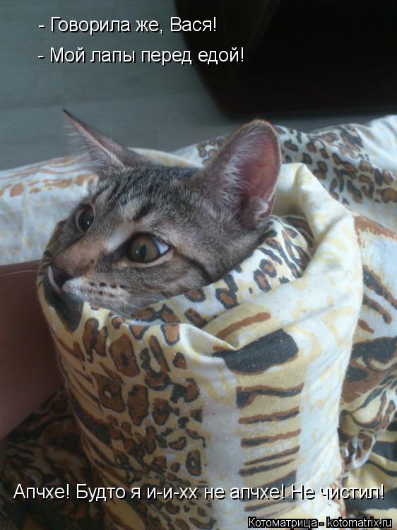 Котоматрица: - Говорила же, Вася! - Мой лапы перед едой! Апчхе! Будто я и-и-хх не апчхе! Не чистил!