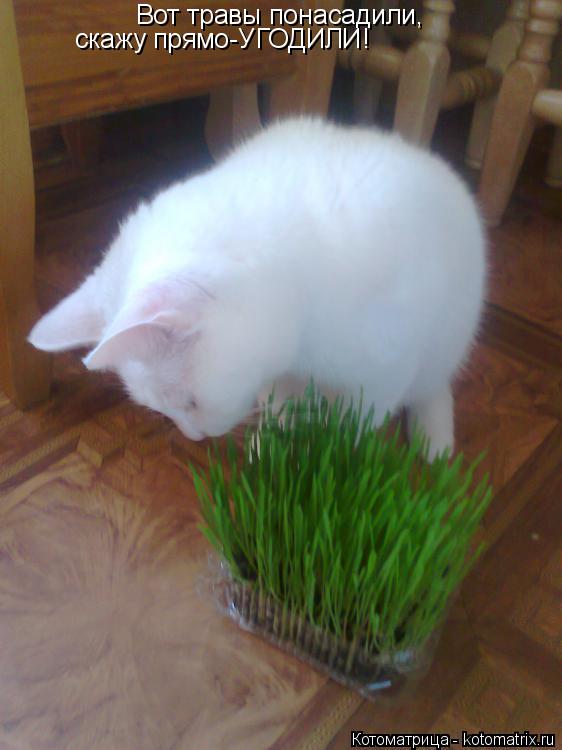 Котоматрица: Вот травы понасадили, скажу прямо-УГОДИЛИ!