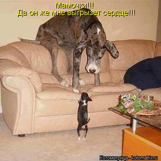 Котоматрица: Мамочки!!!  Да он же мне выгрызет сердце!!!