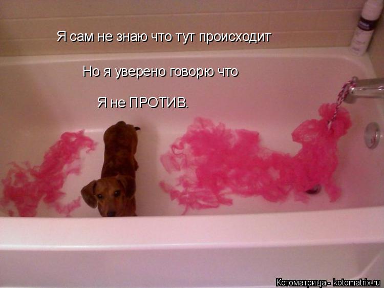 Я сам не знаю что тут происходит Но я уверено говорю что Я не ПРОТИВ.... Котоматрица: Я сам не знаю что тут происходит Но я уверено говорю что Я не ПРОТИВ.