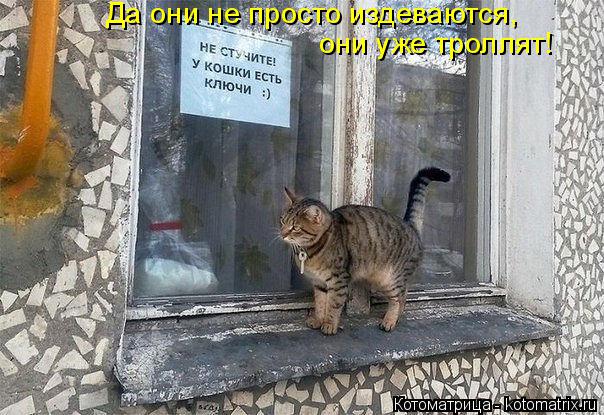 Котоматрица: Да они не просто издеваются, они уже троллят!