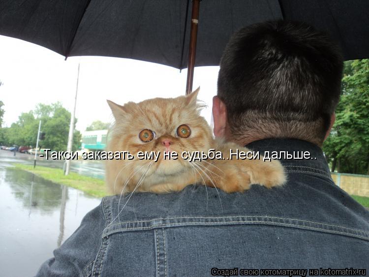 Котоматрица: -Такси заказать ему не судьба..Неси дальше..