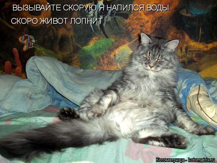 Котоматрица: ВЫЗЫВАЙТЕ СКОРУЮ Я НАПИЛСЯ ВОДЫ СКОРО ЖИВОТ ЛОПНИТ