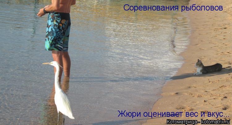 Котоматрица: Соревнования рыболовов  Жюри оценивает вес и вкус...
