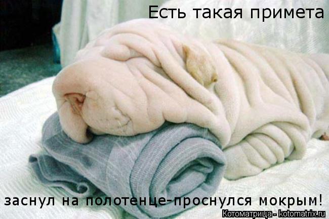 Котоматрица: Есть такая примета заснул на полотенце-проснулся мокрым!