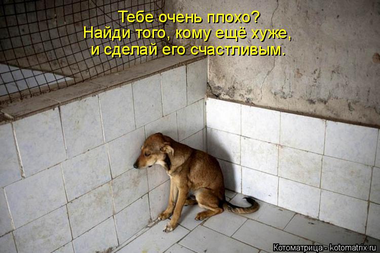 Котоматрица: Тебе очень плохо?  Найди того, кому ещё хуже,  и сделай его счастливым.