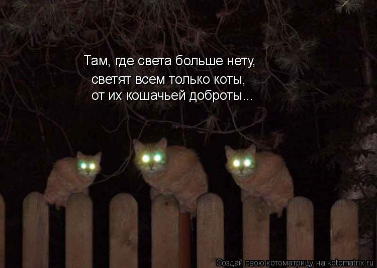 Котоматрица: Там, где света больше нету,  светят всем только коты,  от их кошачьей доброты...