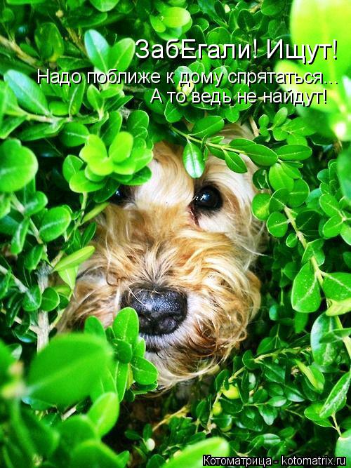 Котоматрица: ЗабЕгали! Ищут! Надо поближе к дому спрятаться... А то ведь не найдут!