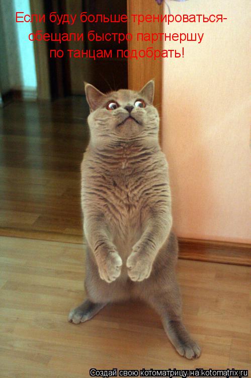 Котоматрица: Если буду больше тренироваться- обещали быстро партнершу по танцам подобрать!