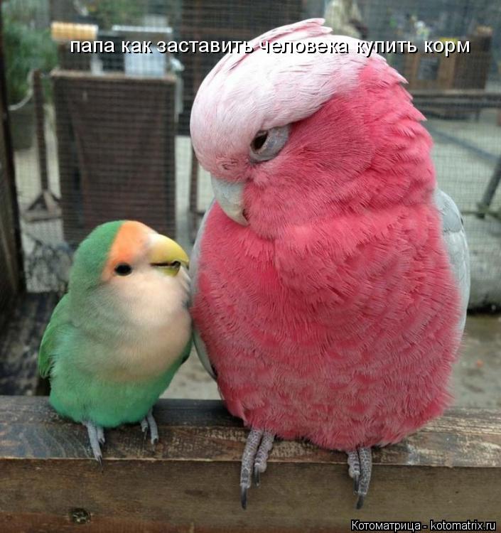 Котоматрица: папа как заставить человека купить корм