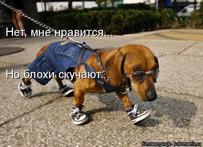 Котоматрица: Нет, мне нравится... Но блохи скучают...