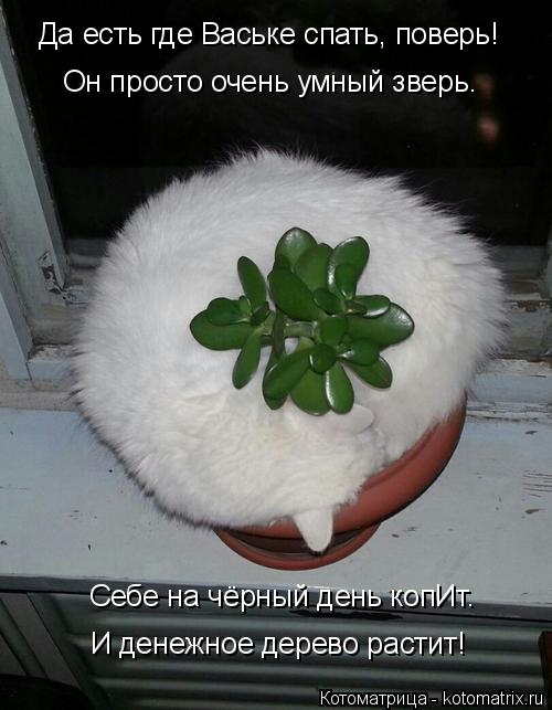 Котоматрица: Да есть где Ваське спать, поверь! Он просто очень умный зверь. Себе на чёрный день копИт. И денежное дерево растит!
