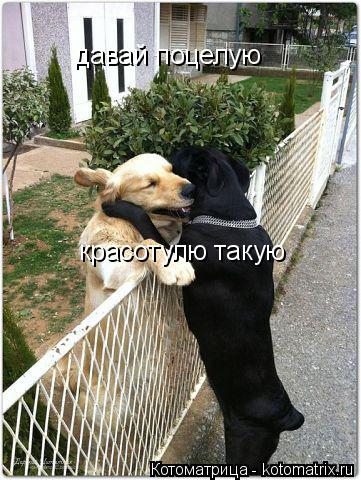 Котоматрица: давай поцелую красотулю такую