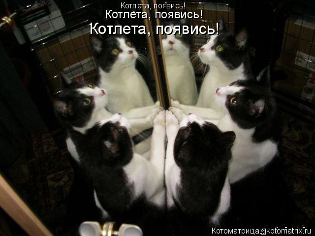 Котлета, появись! Котлета, появись! Котлета, появись!... Котоматрица: Котлета, появись! Котлета, появись! Котлета, появись!
