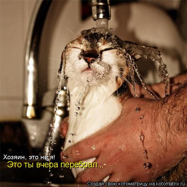 Котоматрица: Хозяин, это не я!  Это ты вчера перебрал...