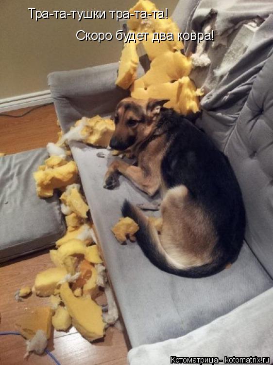 Котоматрица: Тра-та-тушки тра-та-та! Скоро будет два ковра!