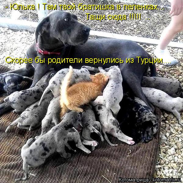 - Юлька ! Там твой братишка в пеленках... Тащи сюда !!!!! .. Скорее бы родители вернулись из Турции... Котоматрица: - Юлька ! Там твой братишка в пеленках... Тащи сюда !!!!! .. Скорее бы родители вернулись из Турции....