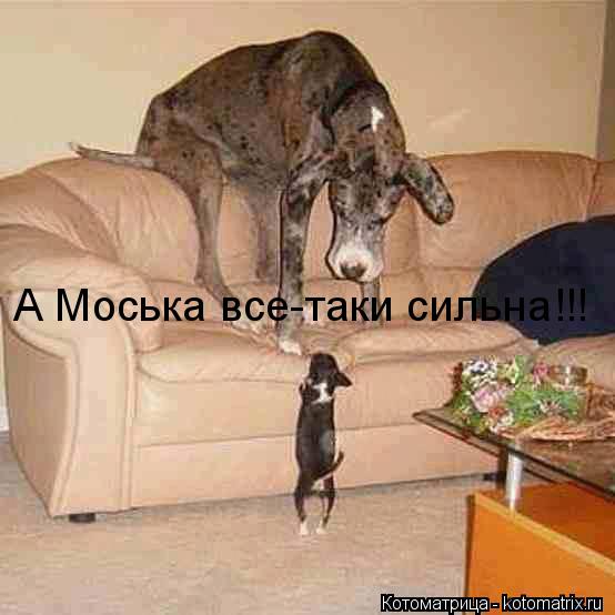 А Моська все-таки сильна!!!... Котоматрица: А Моська все-таки сильна!!!