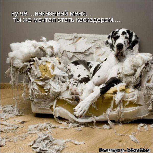 ну чё ...наказывай меня... ты же мечтал стать каскадером........ Котоматрица: ну чё ...наказывай меня... ты же мечтал стать каскадером.....