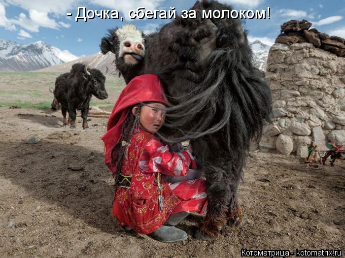- Дочка, сбегай за молоком!... Котоматрица: - Дочка, сбегай за молоком!