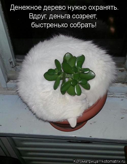 Котоматрица: Денежное дерево нужно охранять. Вдруг, деньга созреет, быстренько собрать!